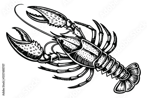 28 Detailed lobster illustration, black and white, engraving style, vintage scientific drawing, anatomical accuracy, symmetrical composition, top view, claws raised, segmented body, fine line work, hi