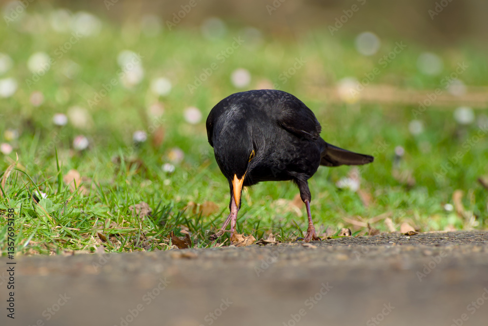 Naklejka premium male common blackbird is catching an earthworm in the ground close-up