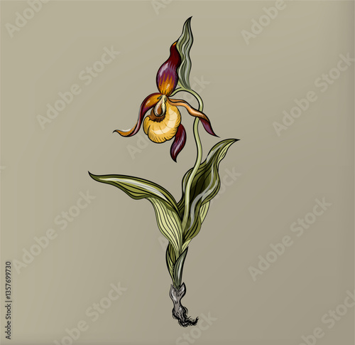 Venus flytrap botanical illustration