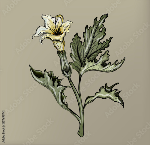 Datura plant botanical illustration