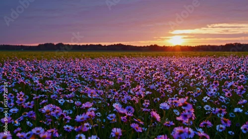 Wallpaper Mural A wide-angle video captures a vibrant field of purple daisies at sunset, creating a serene and colorful landscape under a warm, glowing sky. Live desktop wallpaper. Torontodigital.ca