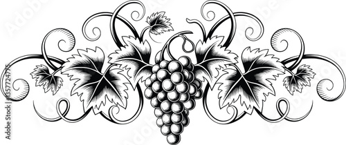 Ornate Grape Vine Illustration, Black and White Vintage Floral Design