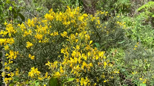 Genista scorpius wild yellow flowers nature background,4K.