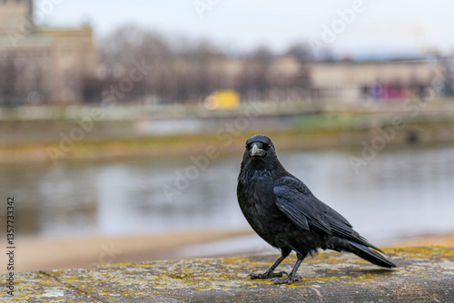 A black crow is standing on a ledge near a body of water