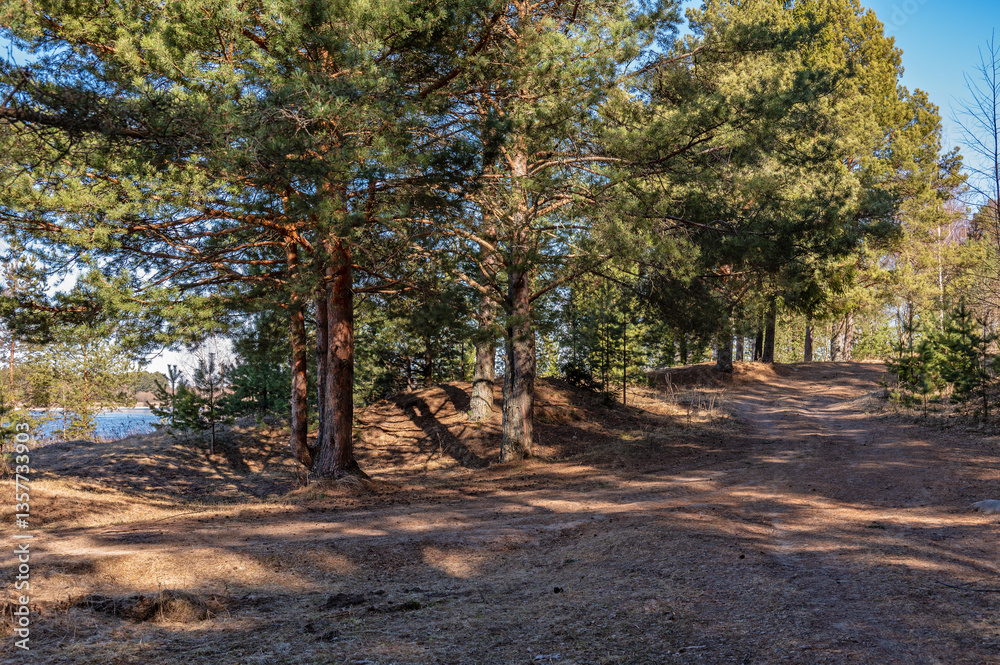 Spring landscape with pine forest, tree trunks illuminated by sunlight, dirt road in the forest.