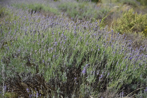 Campo de lavanda