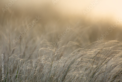 Feather grass or Needle Grass (Stipa) blooms in a steppe in spring. Wild meadow plants.