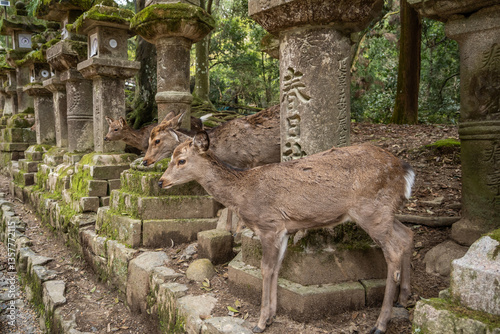 Photography Nara, Japan - April 5, 2024: Three sika deer stand between mossy stone lanterns at Kasugataisha Shrine