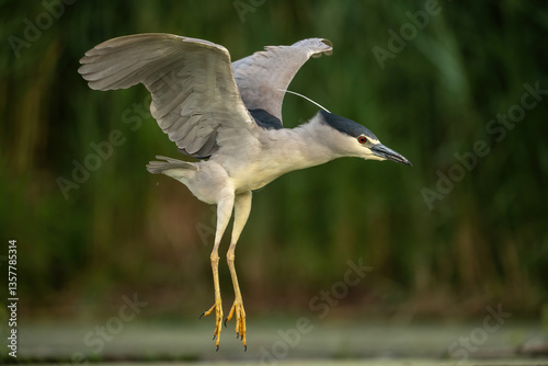 Fotografi Black-crowned Night Heron (Nycticorax nycticorax)