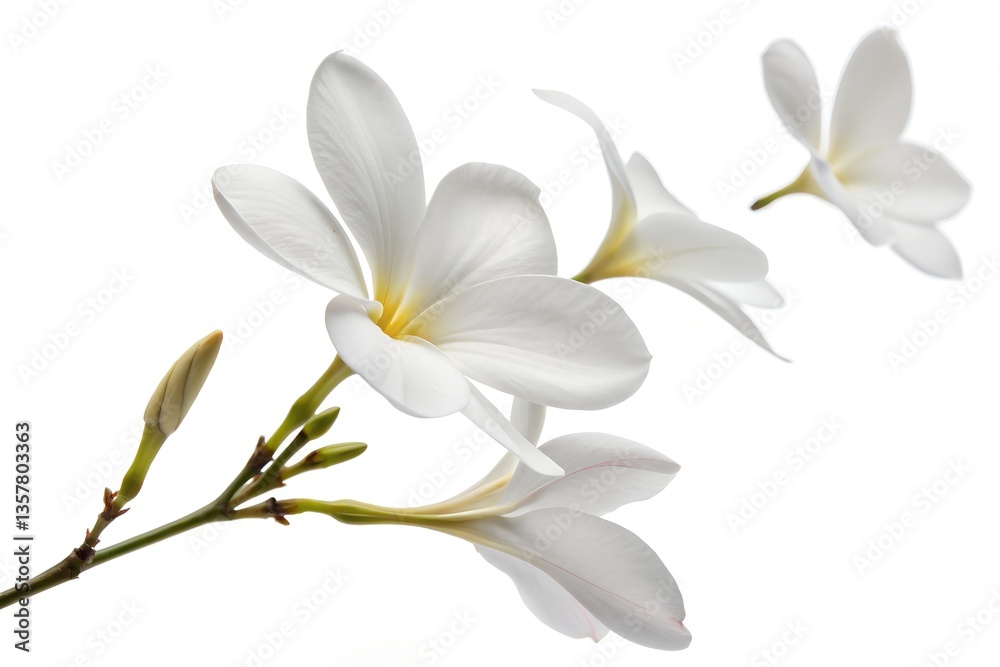 delicate white magnolia flowers in bloom isolated on white background, elegant floral design for spring nature and wedding themes delicate white magnolia flowers in bloom isolated on white background, elegant floral design for spring nature and wedding themes
