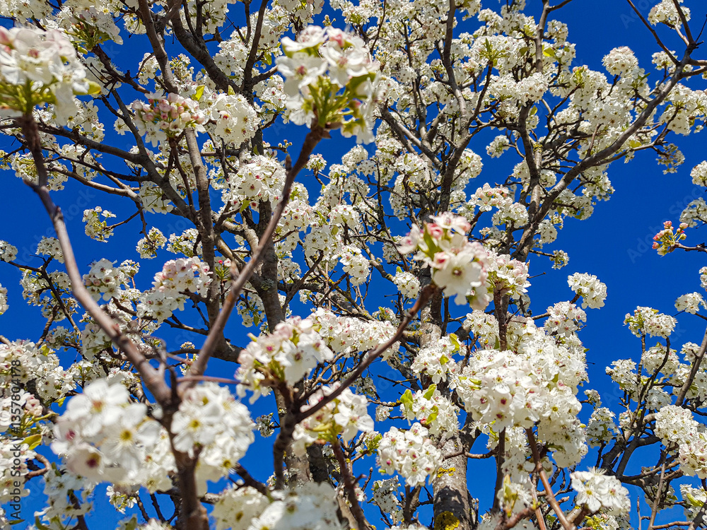 Blooming pear tree in spring under clear blue sky showcasing vibrant white flowers and fresh greenery