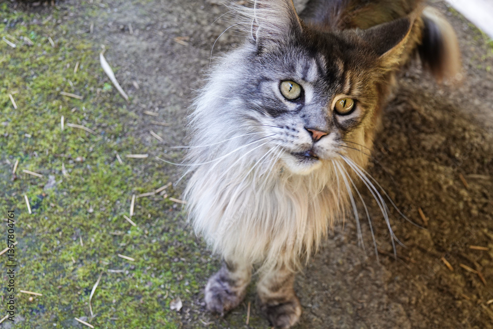 Majestic Maine Coon cat with striking features exploring a garden during daylight hours