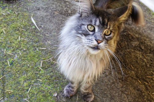Majestic Maine Coon cat with striking features exploring a garden during daylight hours