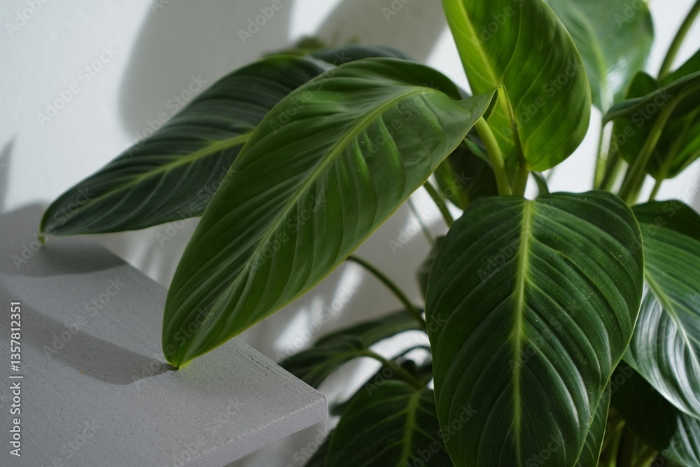 Fresh philodendron and bird of paradise leaves positioned carefully on a sleek grey concrete table, casting intricate shadow patterns on a crisp white background. Soft directional lighting creates lay Fresh philodendron and bird of paradise leaves positioned carefully on a sleek grey concrete table, casting intricate shadow patterns on a crisp white background. Soft directional lighting creates lay