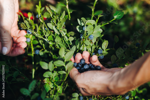 Harvested berries, process of collecting, harvesting and picking ripe berries in the forest, close up view of hands with bilberry, blueberry, blackberry, strawberry and raspberry growing, berry farm