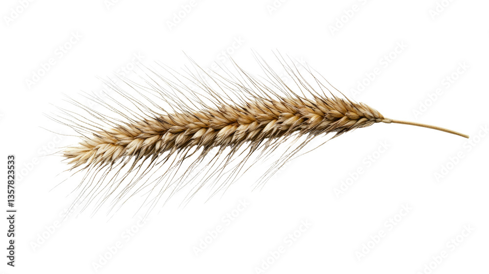 Single wheat ear on transparent background, close-up view. Natural agriculture concept Single wheat ear on transparent background, close-up view. Natural agriculture concept