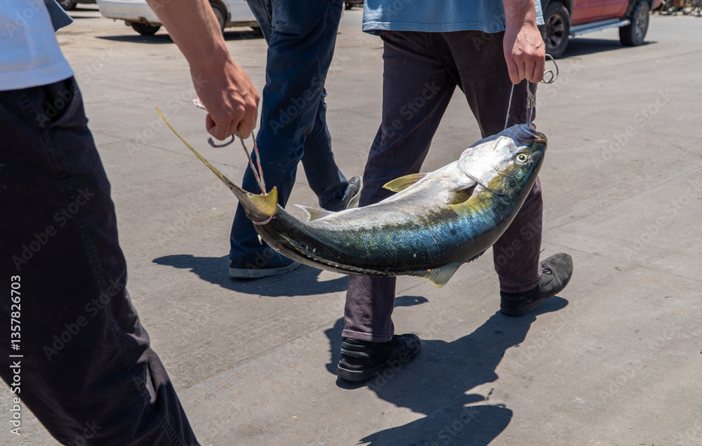 Two men transport a large fish horizontally along the harbor after a successful fishing trip