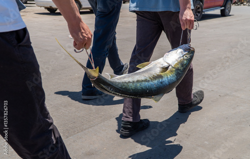 Obraz na płótnie Two men transport a large fish horizontally along the harbor after a successful fishing trip w salonie