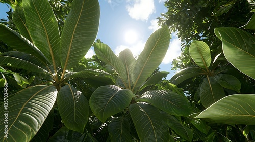 Lush Green Tropical Leaves Under Bright Sunlight with Blue Sky in Background, Nature Close-Up Shot