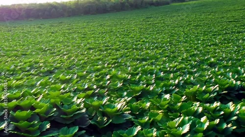 This video shows the picturesque scale of a green field covered with water lily leaves, creating a calm and peaceful atmosphere of nature.