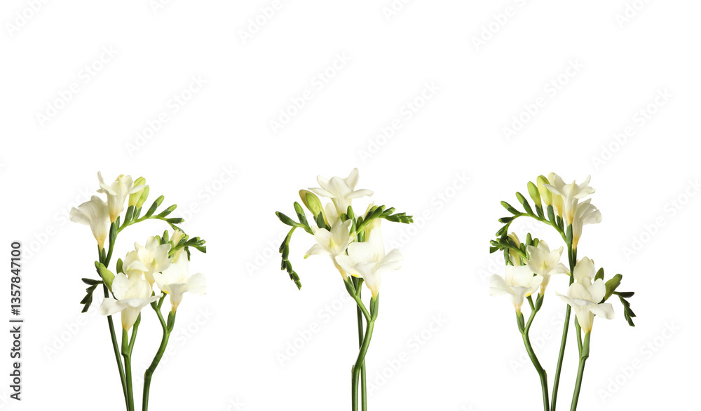 Obraz premium Aromatic freesia flowers isolated on white, set