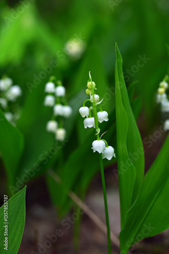 white spring lily of the valley flowers in the garden