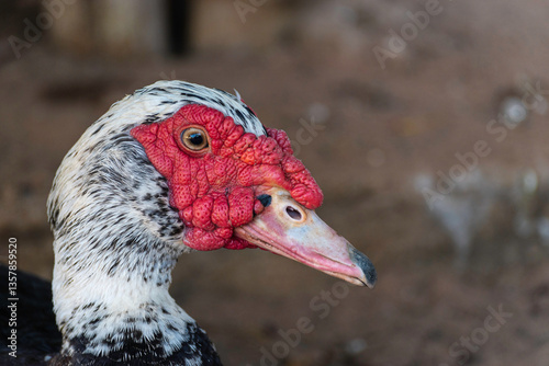 duck photo