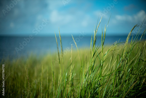 Seagrass, sea, grass, coast, 