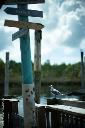 Seagull by a sign