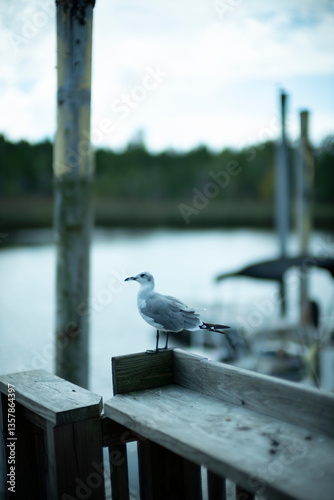 Seagull on the dock