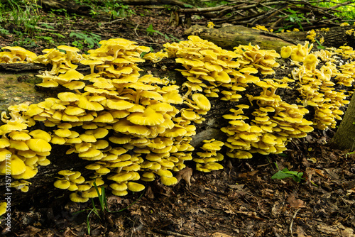 Clusters of yellow wild mushrooms growing on the deadwood of decaying elm log on the forest floor. Pleurotus citrinopileatus growing in the wild