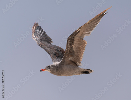 Seagull soaring above the waves within Point Reyes National Seashore California