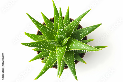 Aerial view of aloe vera plant in a brown pot indoor
