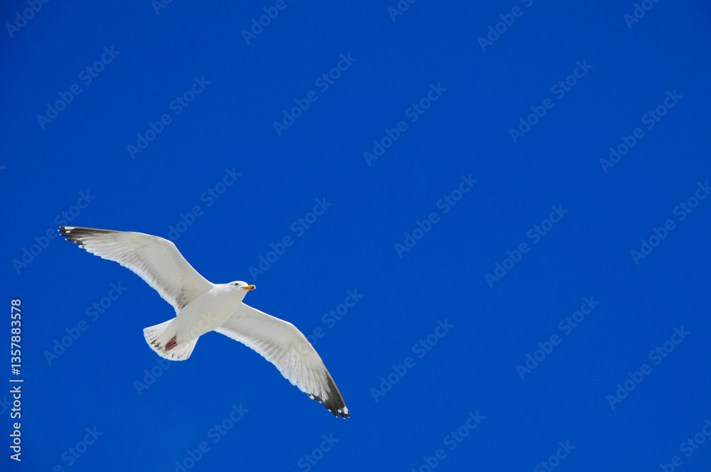 Obraz premium A herring gull flying in a beautiful blue sky 