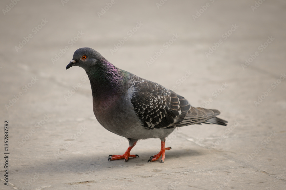 Pigeon walking in a Park. Pigeon walking in a Park.