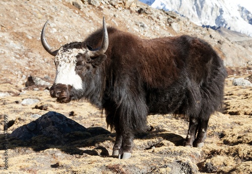 Black yak