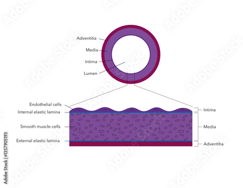 Arterial Wall Anatomy