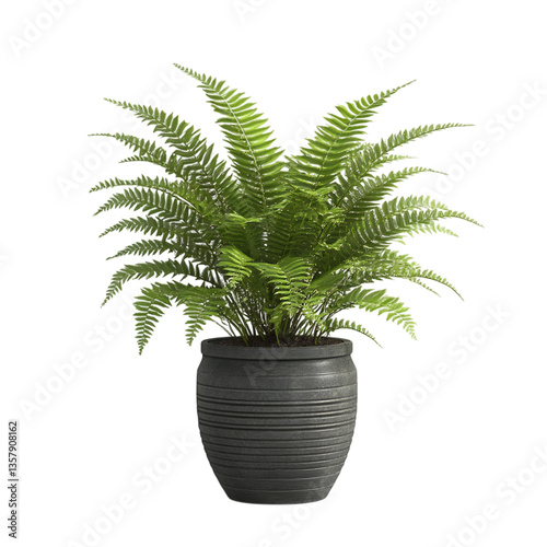 A 3D Elegant Potted Fern with Delicate Fronds Isolated on Transparent Background