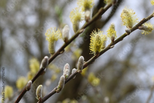 Flowering willow tree in spring