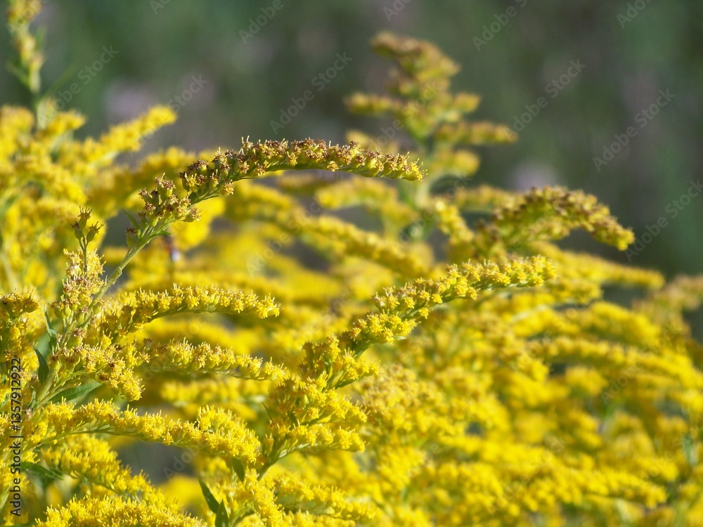 Obraz premium goldenrod plant yellow flower nature background