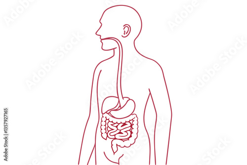 Vector Illustration of Digestive System. Minimalist Line Art
