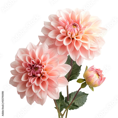 Delicate Pink Dahlias Blooming Softly Beautiful Flowers,