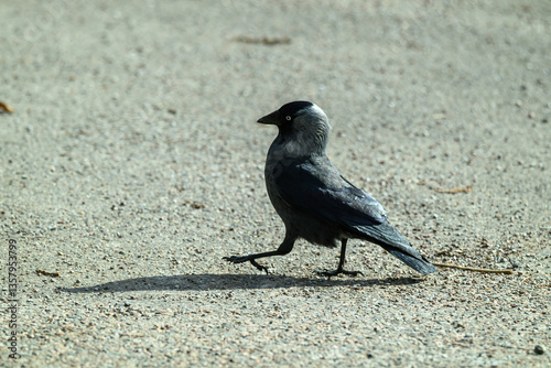 A black-capped western jackdaw  bird with gray wings is seen walking calmly across a sandy area. The sun is shining brightly, creating shadows on the ground, highlighting its sleek feathers