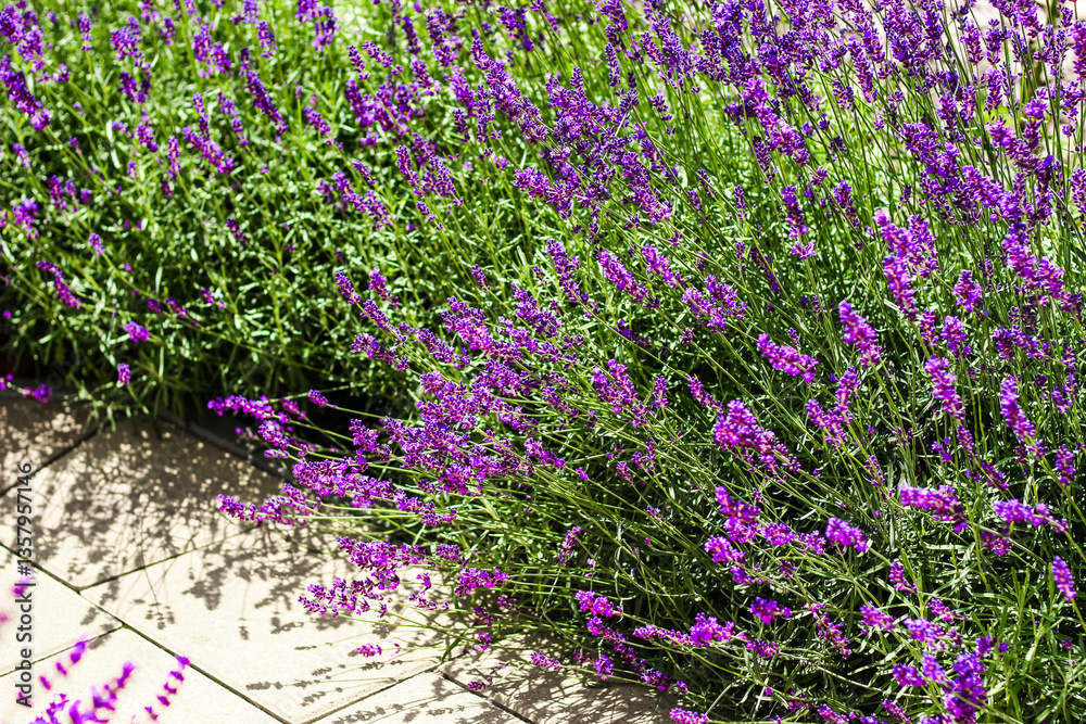 Obraz premium Purple lavender bushes close up