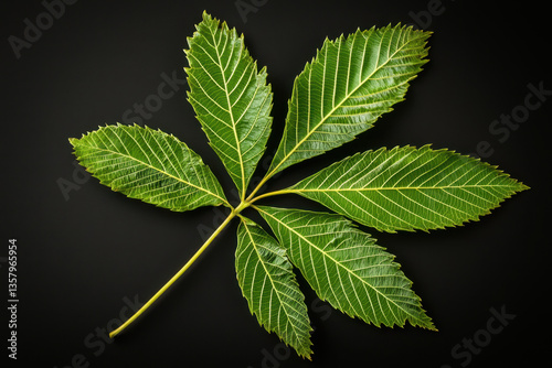 Chestnut Leaf - A long, serrated leaf with prominent veins, elongated with sharp, jagged edges, turning golden yellow to orange in autumn