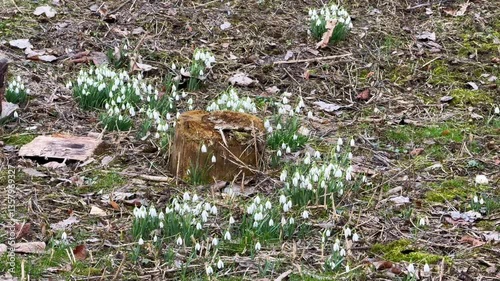 Snowdrops Blooming Around an Old Tree Stump photo