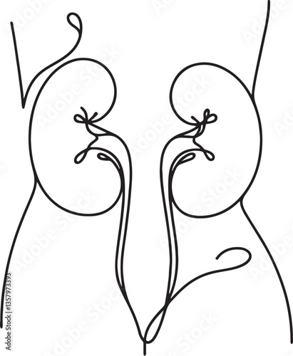 Minimalist line art drawing of human kidneys and urinary system