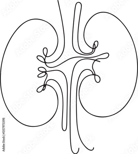 Intricate line art of human kidney anatomy illustration