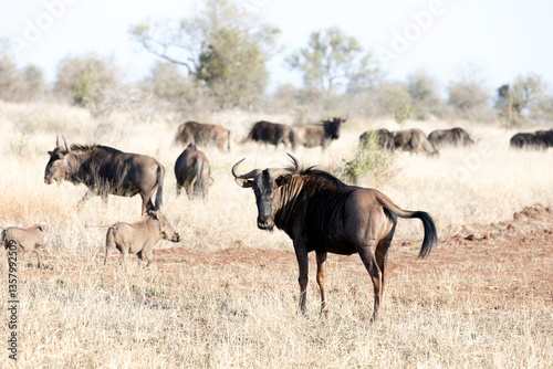 A photo of blue wildebeest