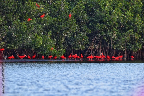 Konstfotografi A flock of Scarlet Ibis (Eudocimus Ruber) on the mudflats and mangrove trees at the Caroni Swamp or Caroni Bird Sanctuary in Trinidad and Tobago